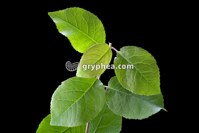 Saule marsault - rameau avec feuilles (Salix caprea)  - gryphea.com